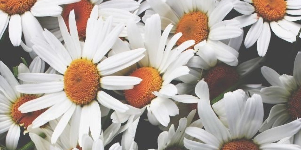 Helenkinnear's profile banner image
