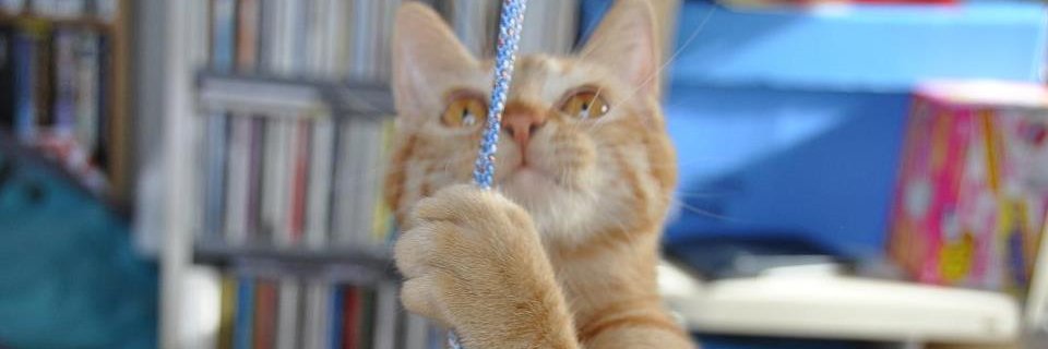 おかにゃん banner