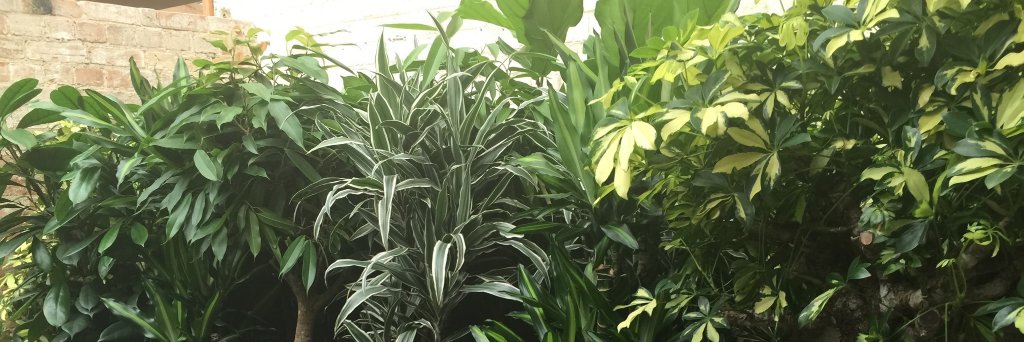 CambridgePlants's profile banner image