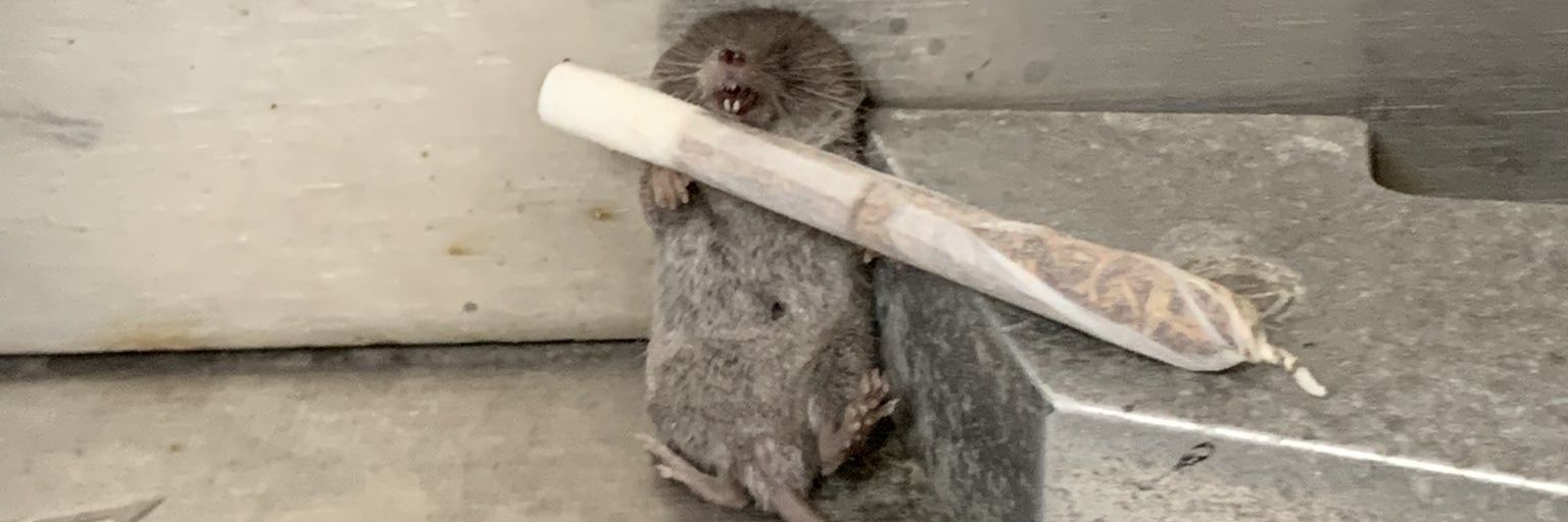 spanishrat1's profile banner image