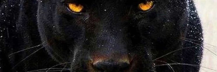 pito841's profile banner image