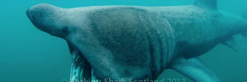 BaskingSharkSco's profile banner image