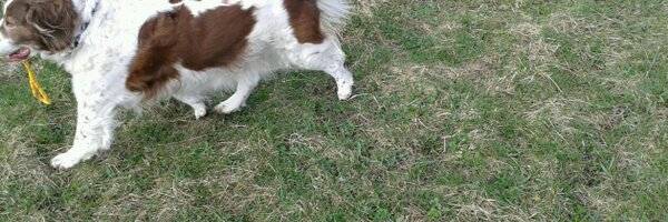 BazingSheldon Profile Banner