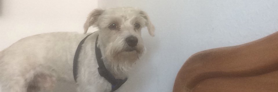 simioespiritual's profile banner image