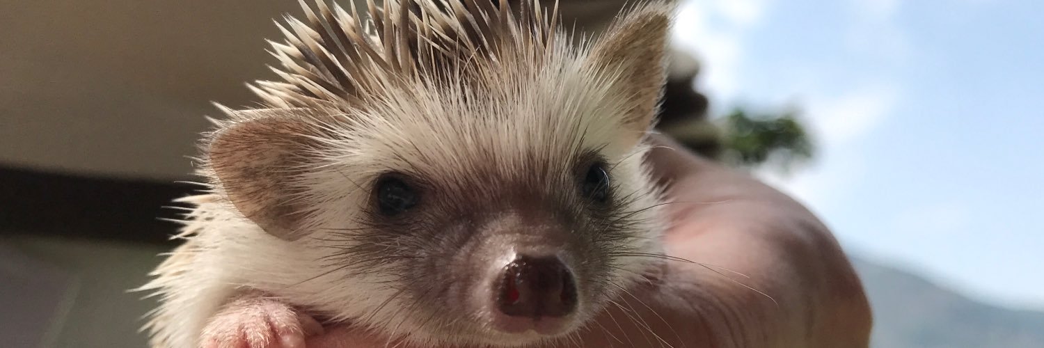 geckoder's profile banner image