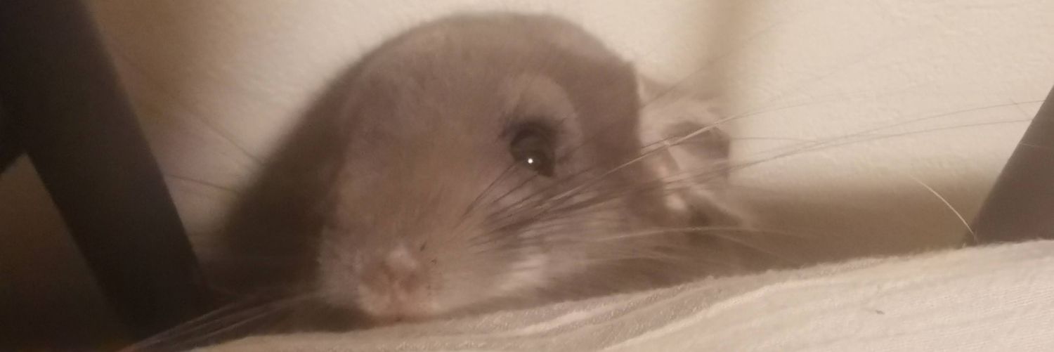 lyonalcina's profile banner image