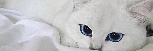 kinankinkin's profile banner image