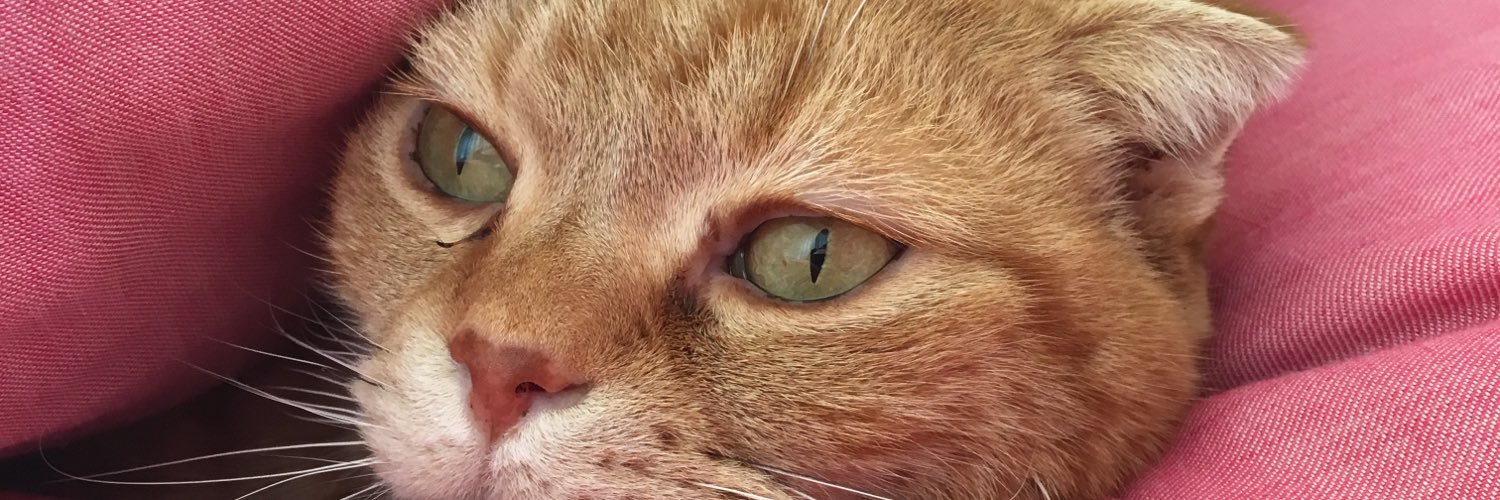 ns_janne's profile banner image