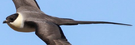 EastYorksbirder's profile banner image