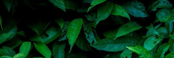 dawnvole's profile banner image