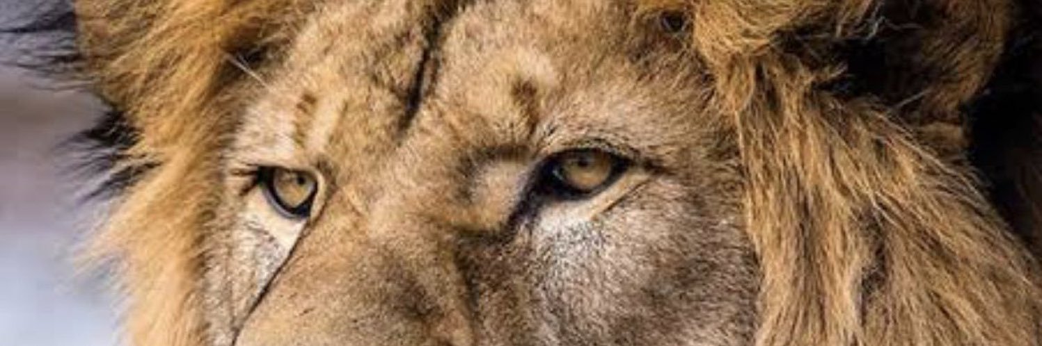 CanBrsl's profile banner image