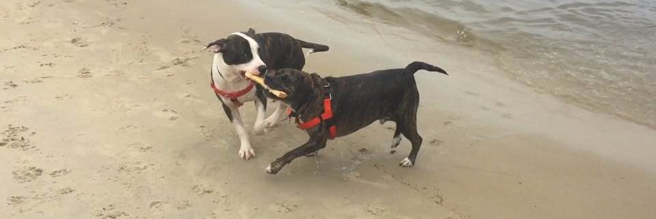 Valerie Novak banner