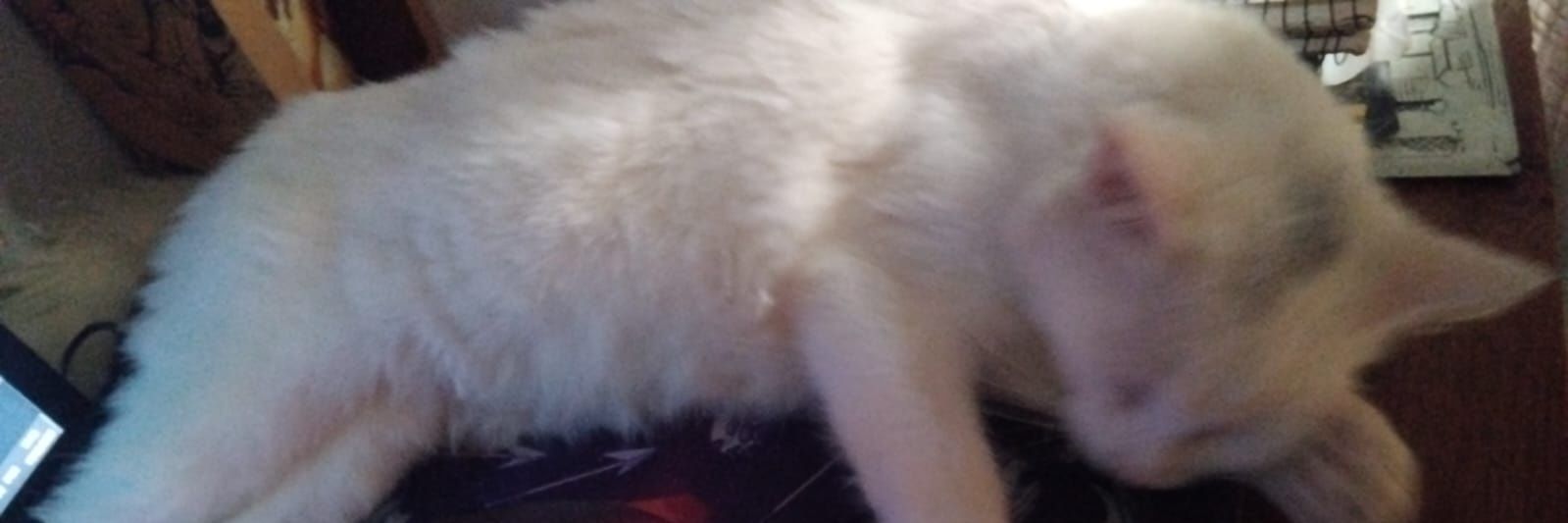 gregzinho banner