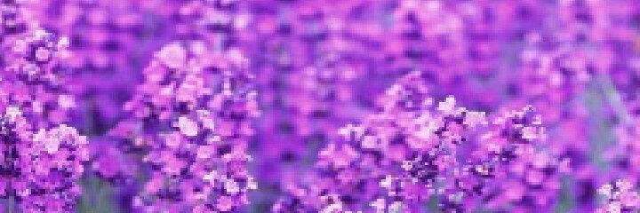 kyubeiya's profile banner image