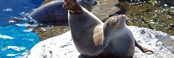 dailyseals Profile Banner