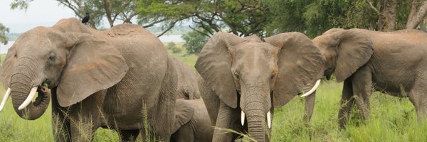 wcs_uganda Profile Banner