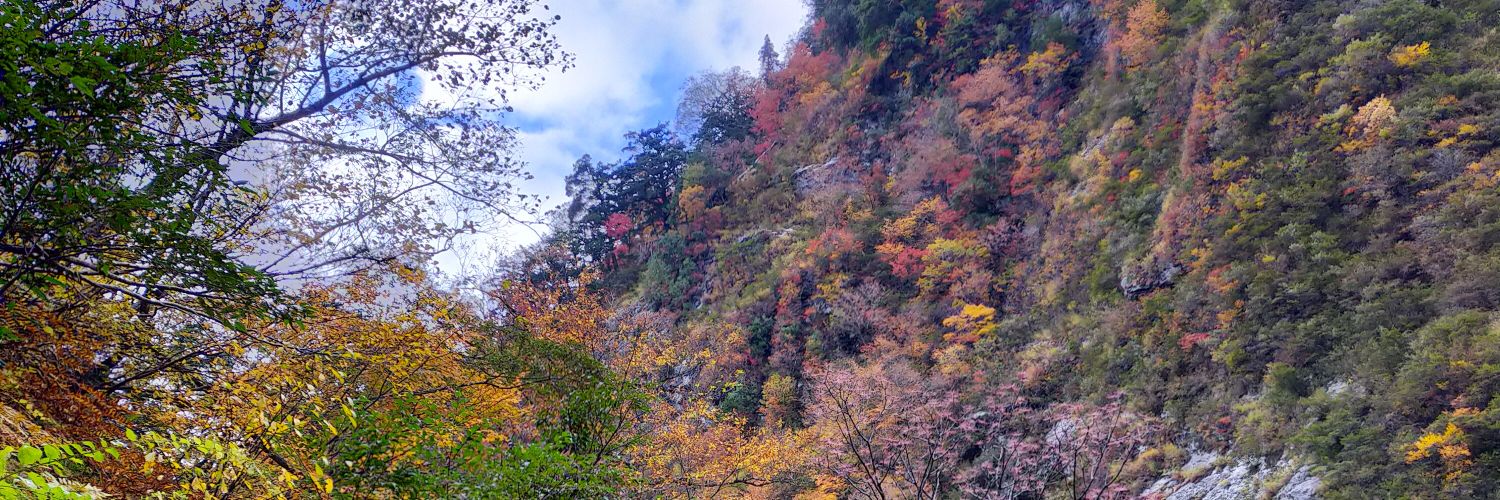 *Nerine* めい banner