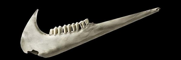 ndiipangeranM Profile Banner