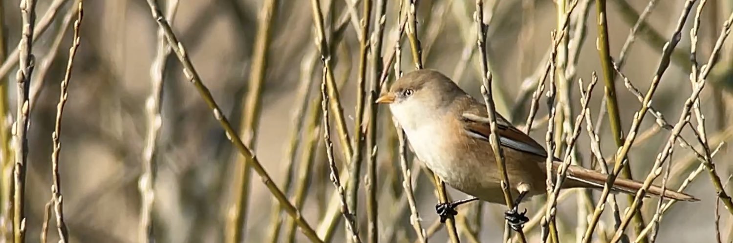 James Wilkinson banner