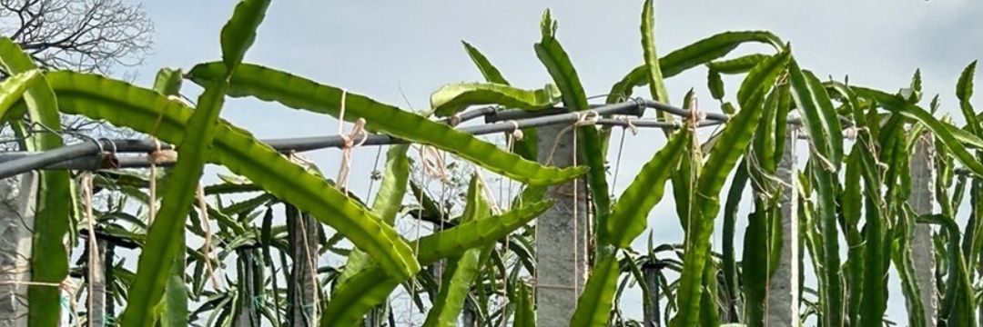 Carlos Alberto Marques banner