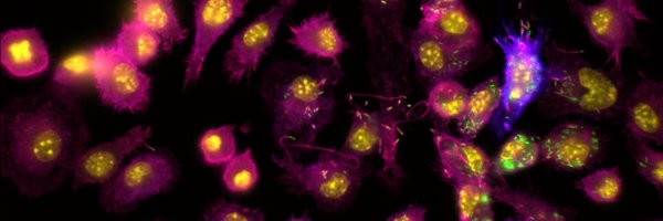 CUAMCImmu_micro Profile Banner