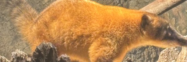 Minuilol Profile Banner