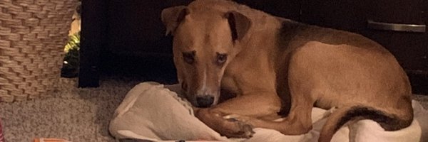 Mogui131 Profile Banner