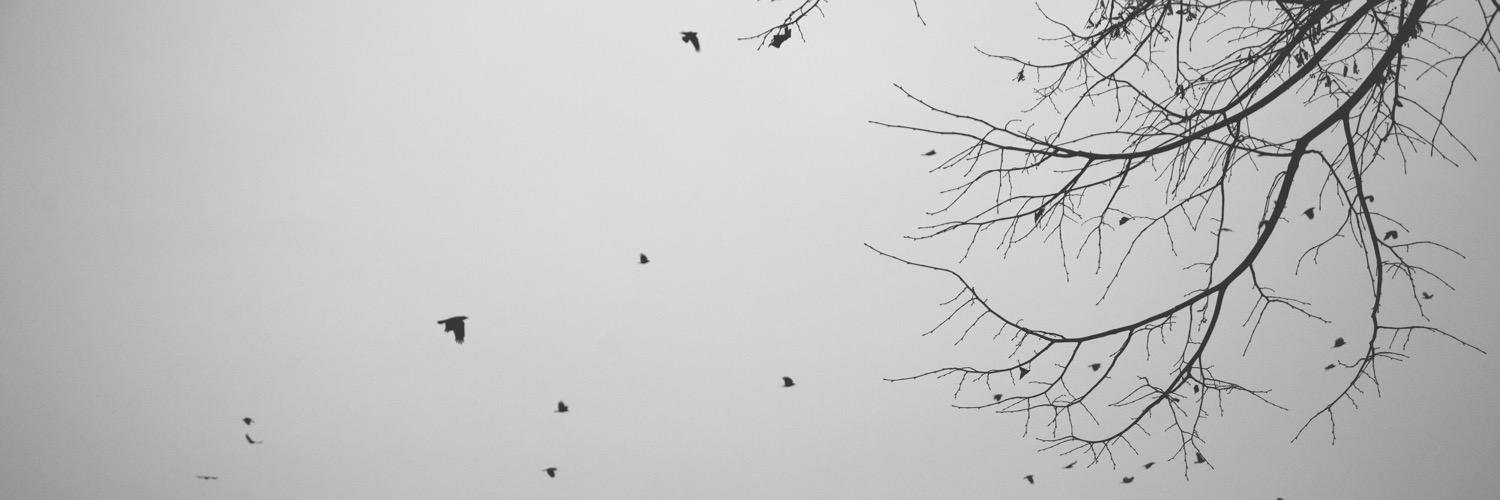 marcodetorre's profile banner image