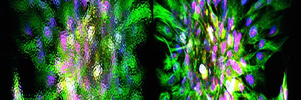 @Gompertslab banner