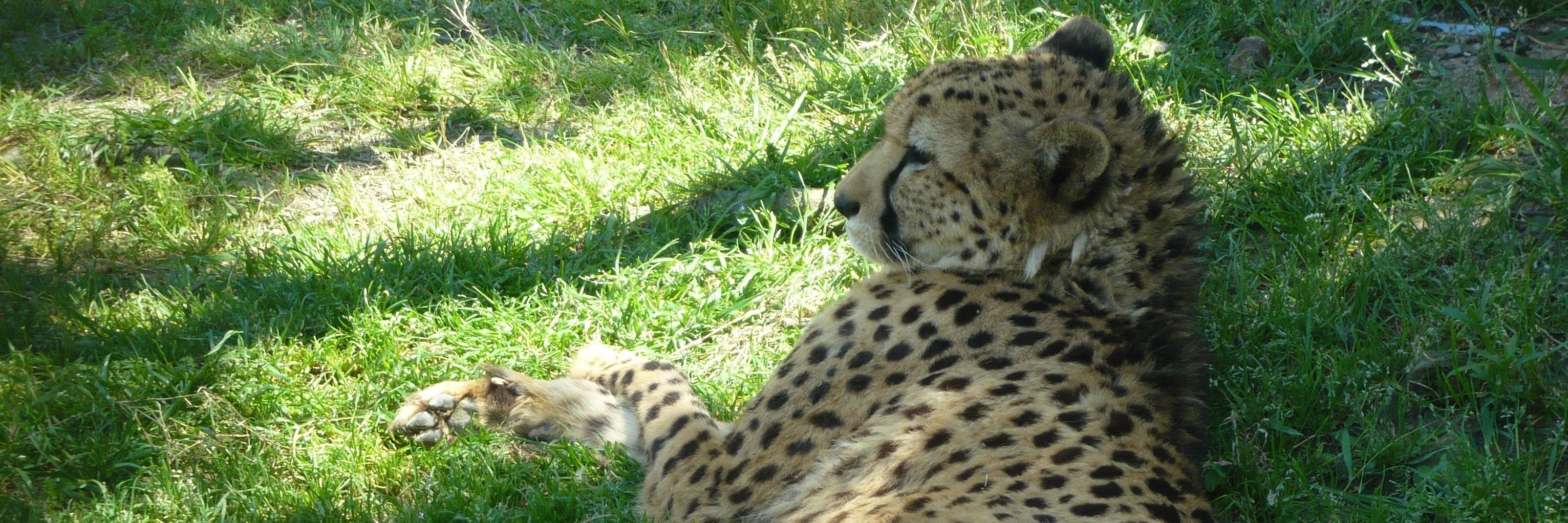 jubata_'s profile banner image