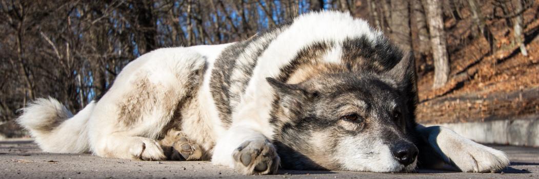 ashenwolf's profile banner image