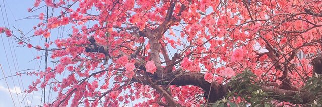 puchi_one's profile banner image