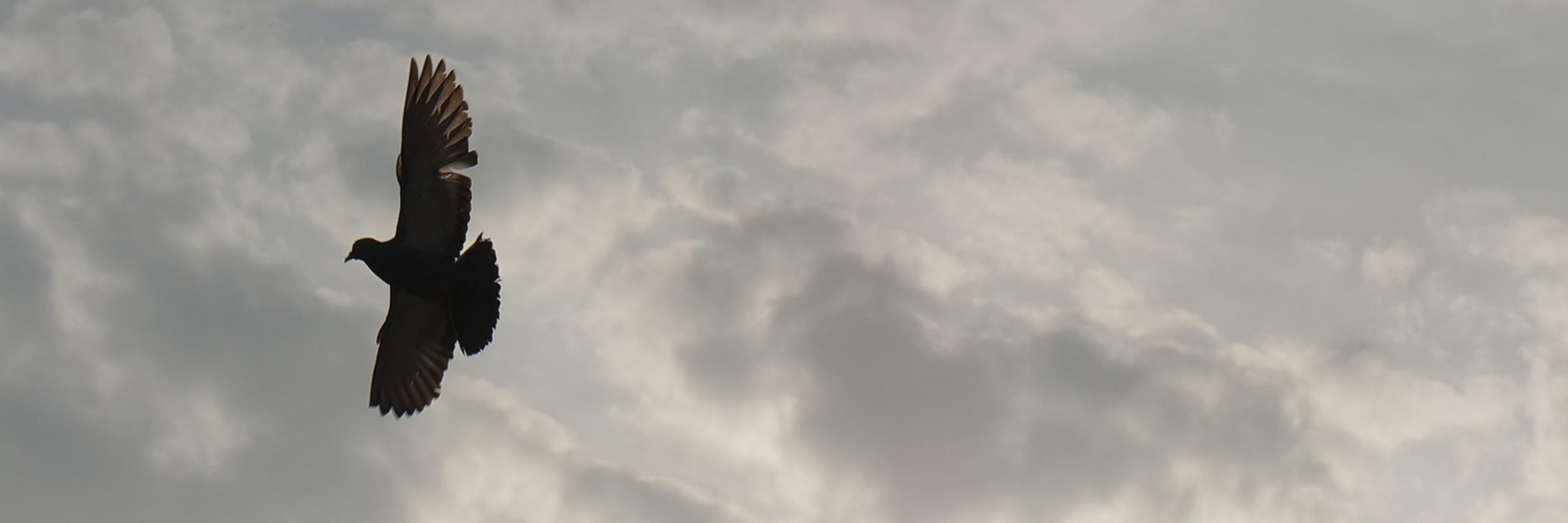 SagaciousIndian's profile banner image