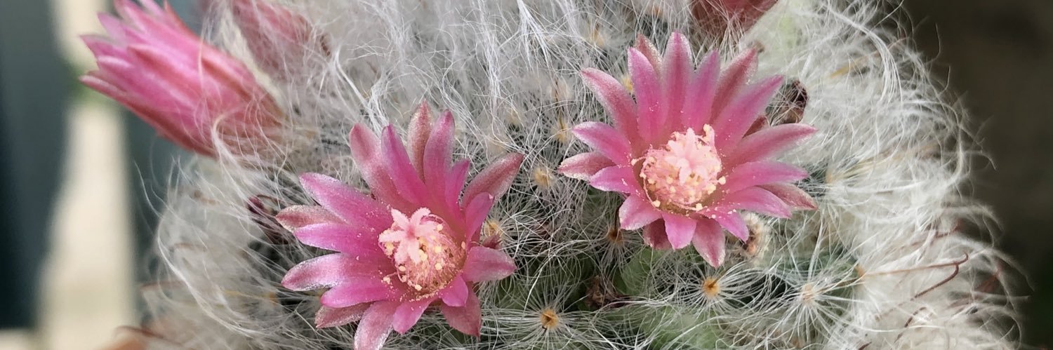 CactusNok's profile banner image