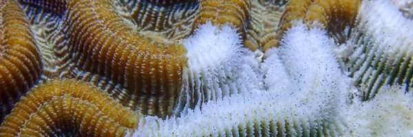 motherofcorals Profile Banner