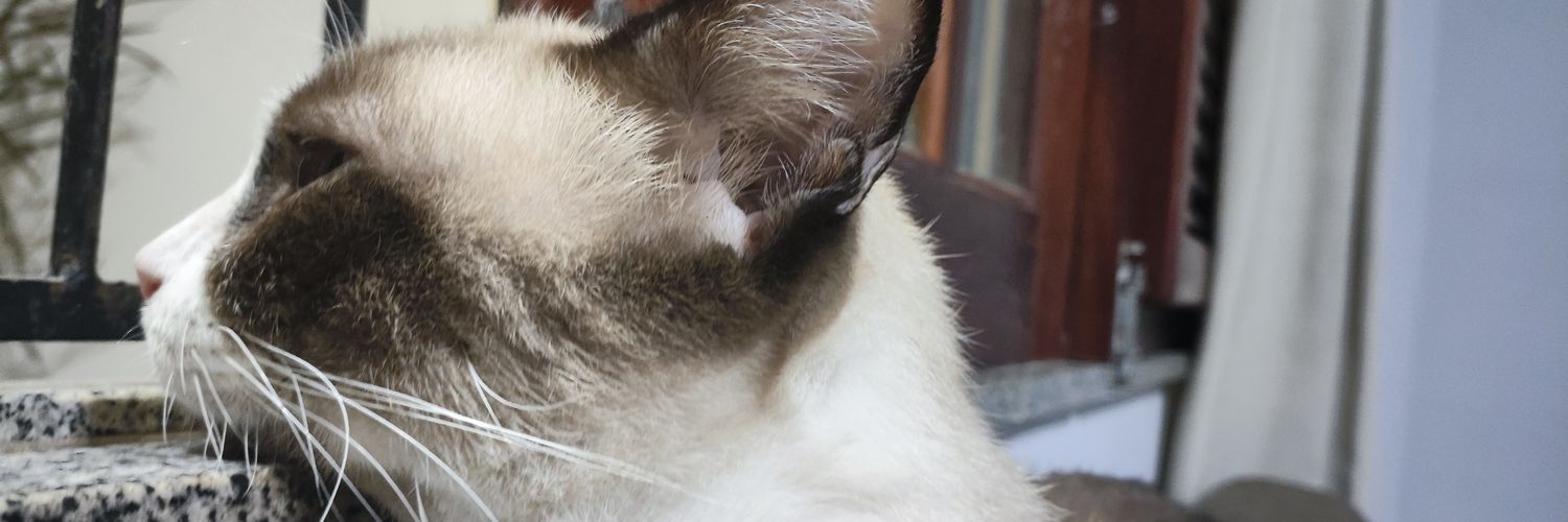 Katiamanu's profile banner image
