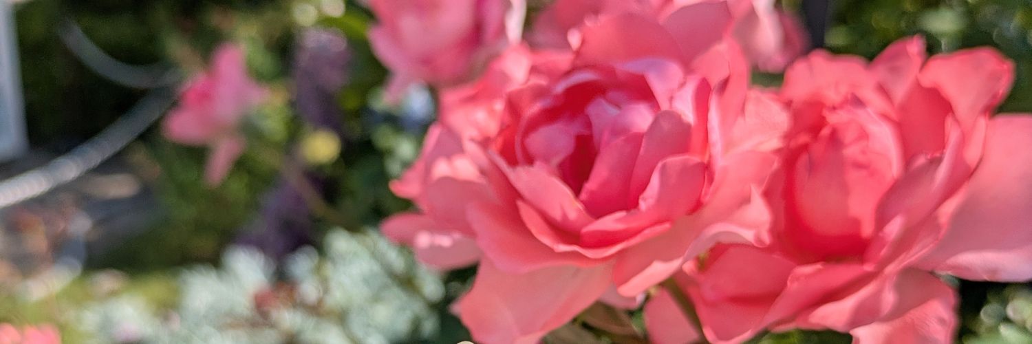 マシェリ🕊 banner