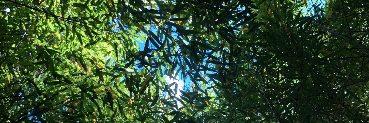 Susi Dennison banner