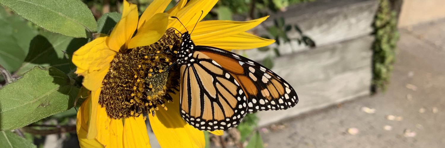cmenchaca's profile banner image