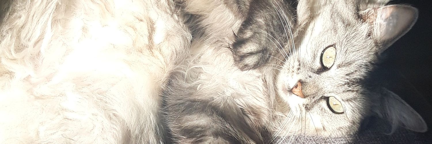 PommyGringer's profile banner image