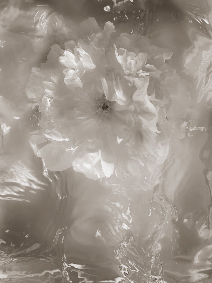 Sheisha Venusea. banner