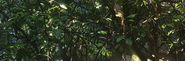 HendraRiego Profile Banner