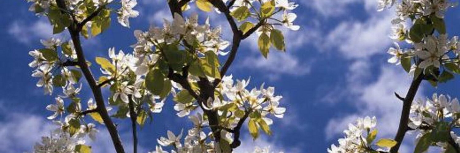 Dons Tree Service on Twitter &quot;Cement don�t use as a
