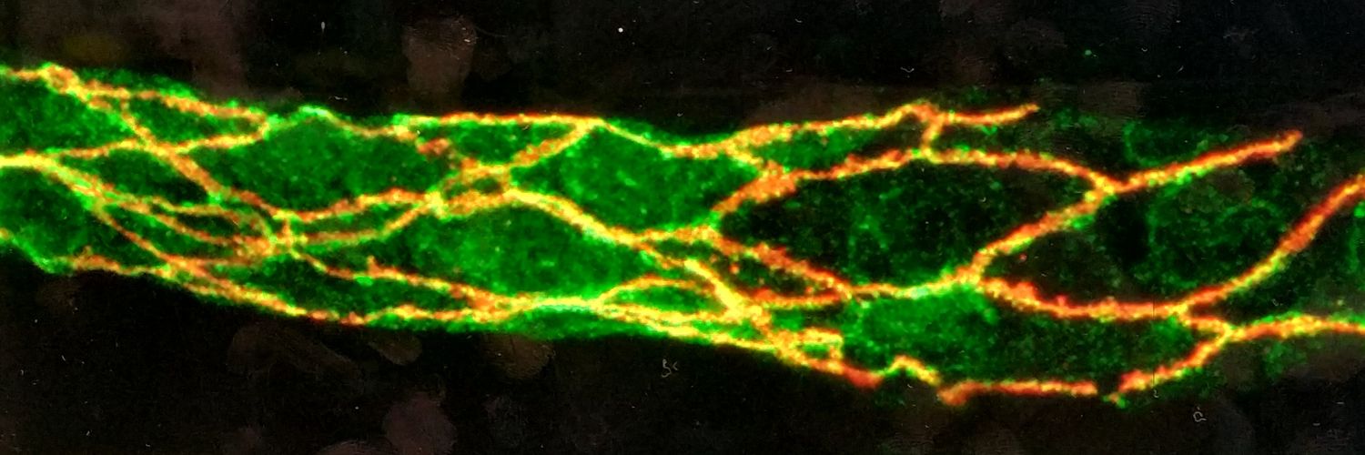 Sonia Taïb banner