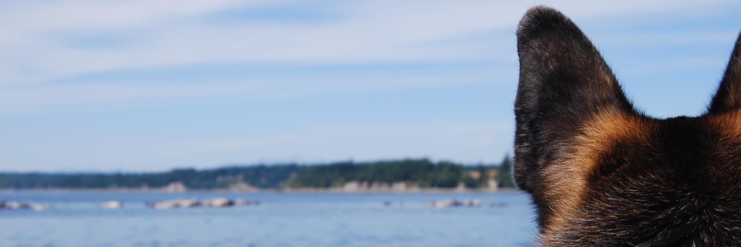ShazzyDoo's profile banner image