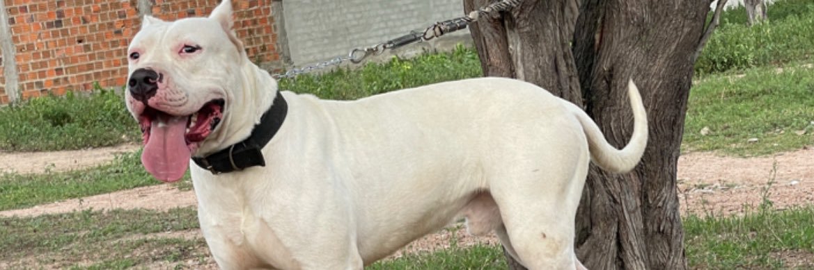 Nelson Fernandes ⚖️ banner