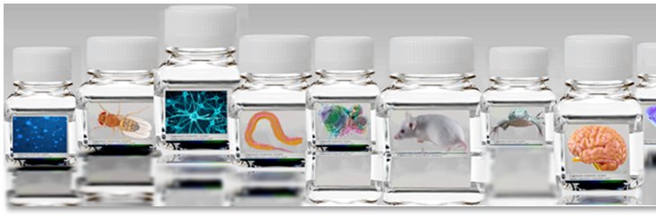 UCL Research Dept of Cell & Developmental Biology banner