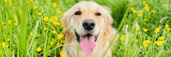 GilhooleyMiss Profile Banner