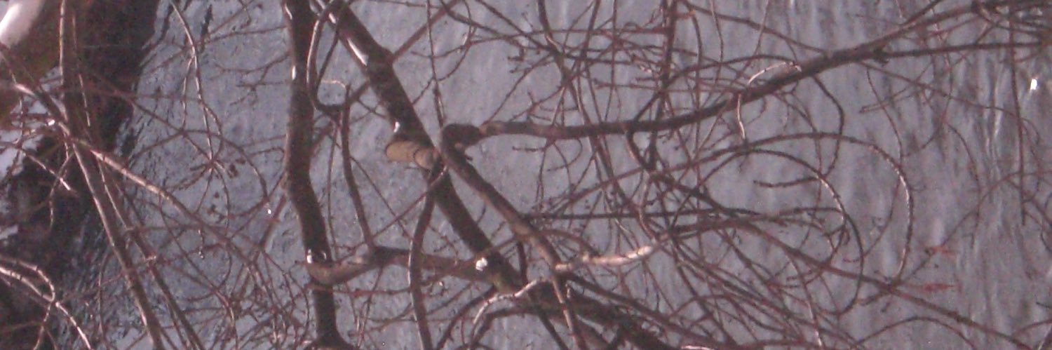 rayhephaitos's profile banner image