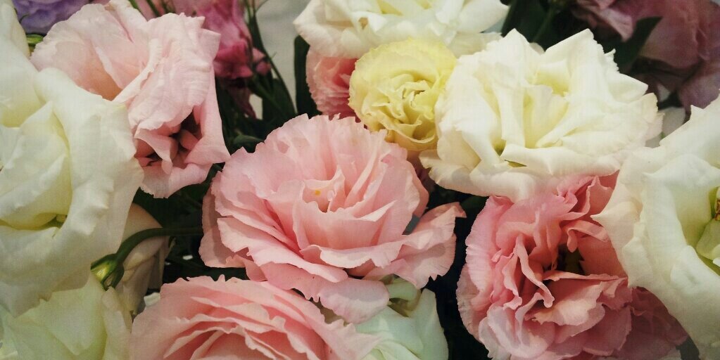 lovableBella's profile banner image